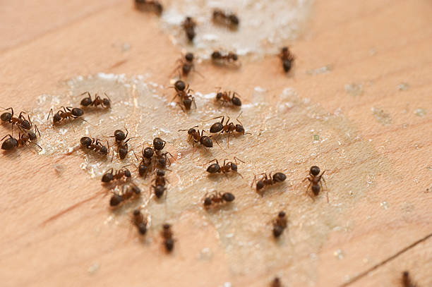 Best Affordable Pest Control Services  in Cool Valley, MO