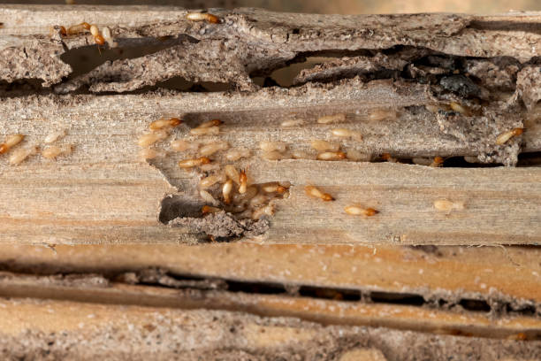 Wildlife Control Services in Cool Valley, MO