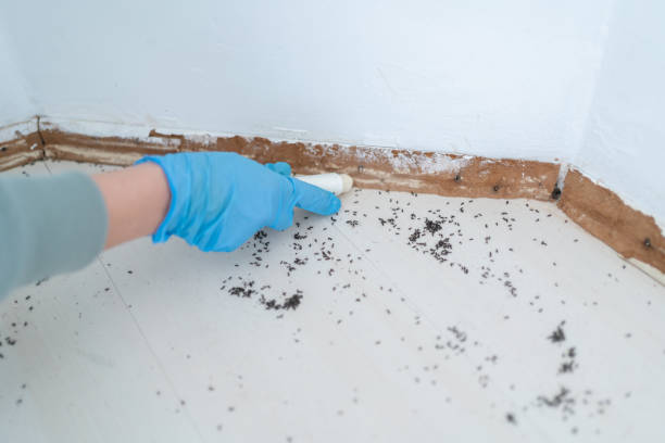 Pest Prevention Services in Cool Valley, MO